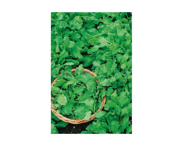 Garden cress