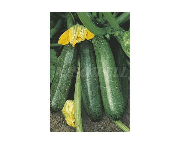 Black Beauty Zucchini