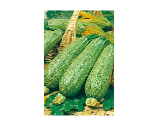 Light green Genovese zucchini