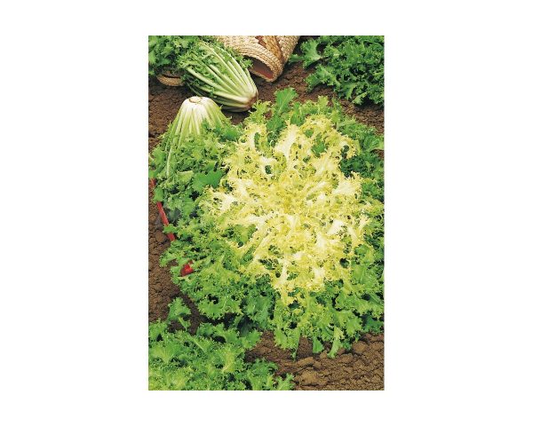 Pancarieli Curly Endive