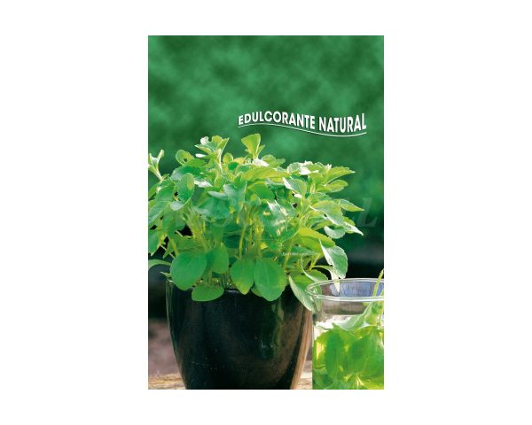 Stevia rebaudiana