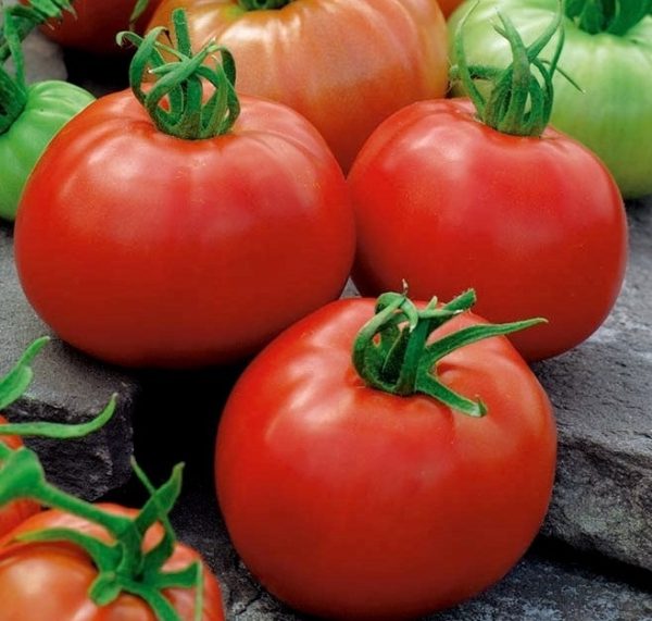 Tomate ACE 55VF
