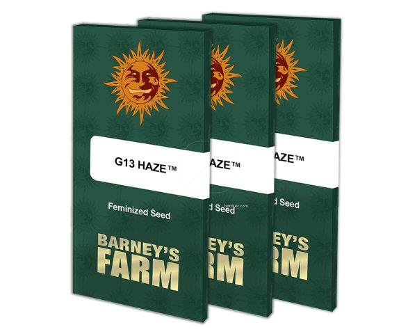 G13 haze (1)100% barney's farm seeds