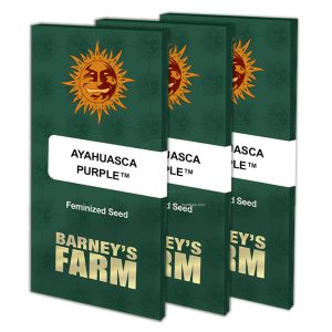Ayahuasca purple (1) 100% barney's farm seeds