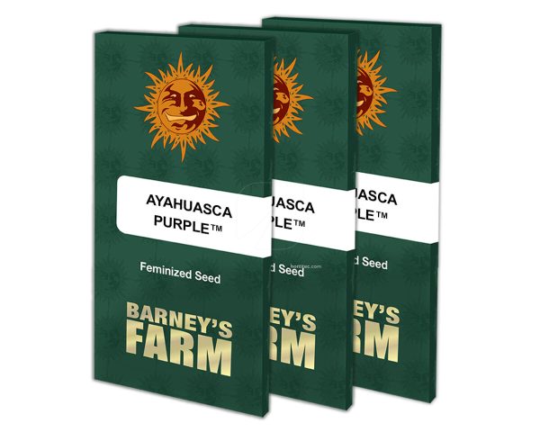 Ayahuasca purple (1) 100% barney's farm seeds