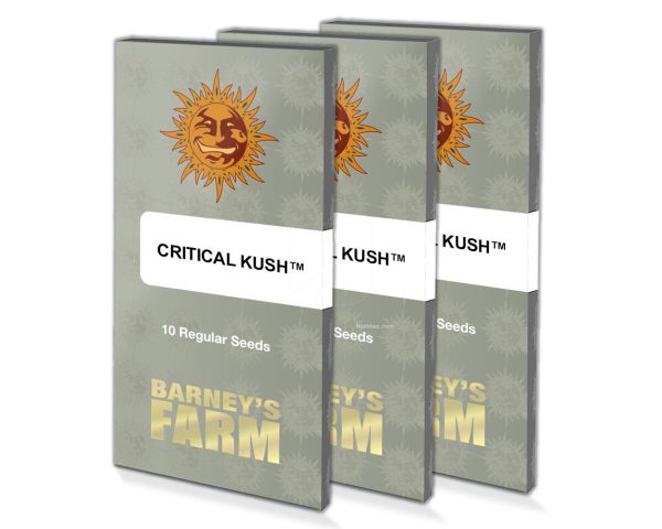 Critical Kush (10)