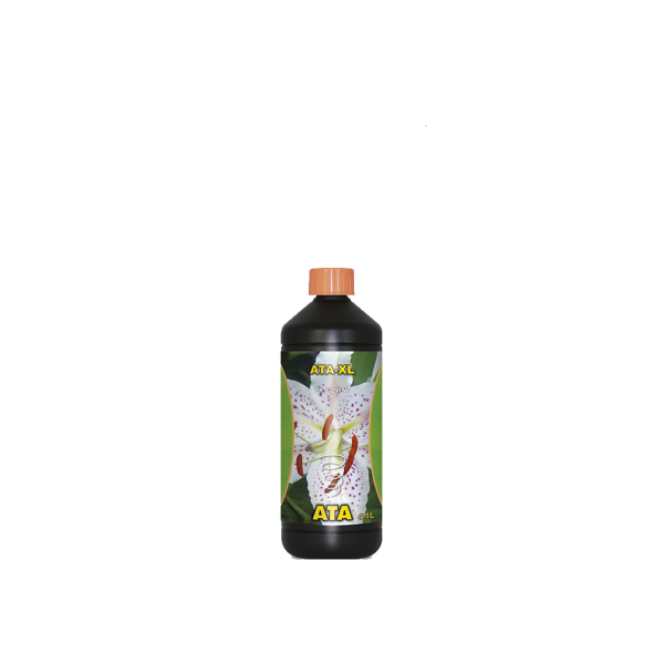 Xl 1 l