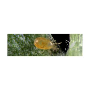 Spical Plush 100 sobres (Neoseilus Californicus) Koppert