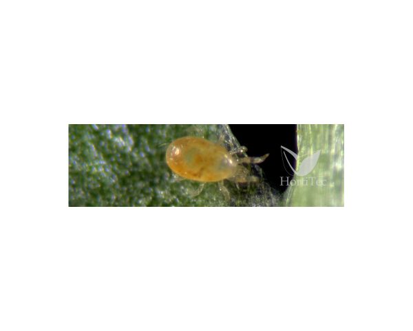Spical Plush 100 sobres (Neoseilus Californicus) Koppert