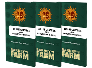 Blue cheese (10) Barney's farm