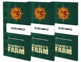 Kush mintz (1) 100% barney's farm seeds