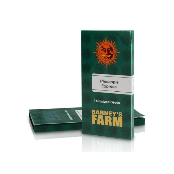Pineapple express (3) 100% barney's seeds - Image 2