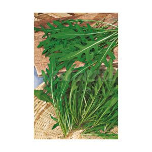 Wild arugula