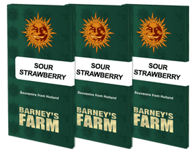 Sour strawberry (1) 100% barney's seeds