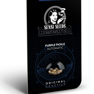Purple pickle (3) auto sensi seeds
