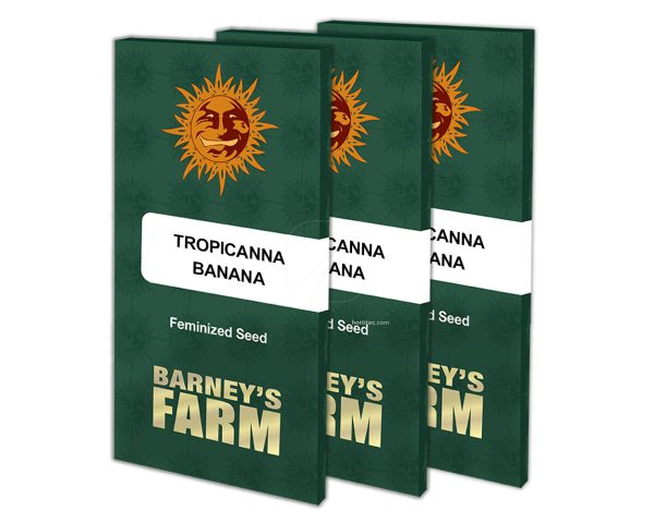 Tropicanna banana (10) barney's farm seeds