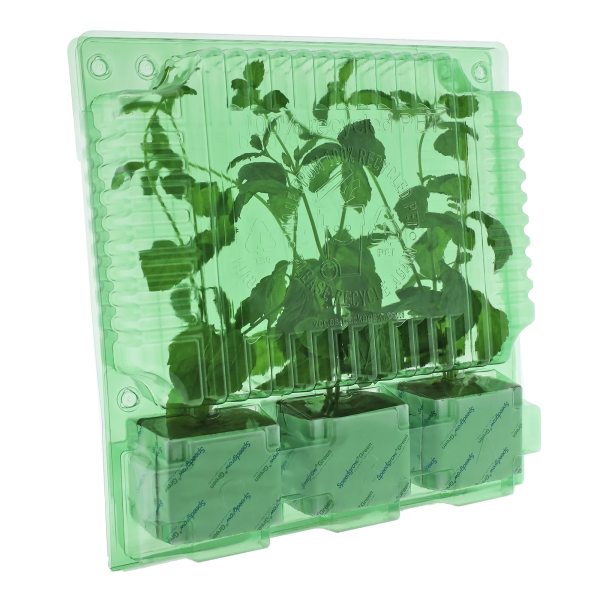 Funda trasporte 3 esquejes 3 bloques altura 22 cm (1 u) - Image 2