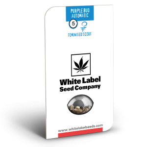 Purple bud auto (3) white label seeds