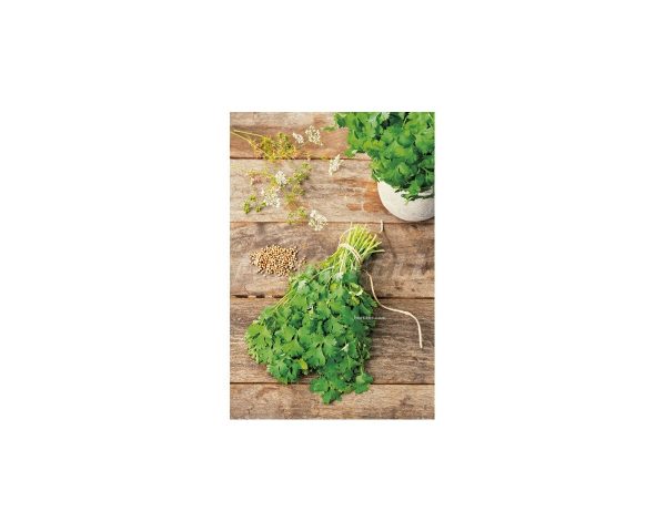 Cilantro
