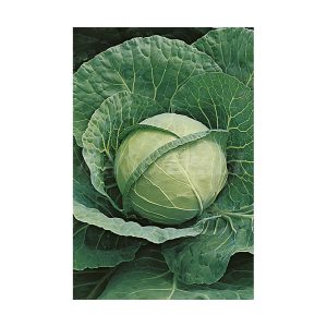 Col Repollo Mercado de Copenhage 2