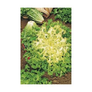 Escarola Rizada Pancarieli