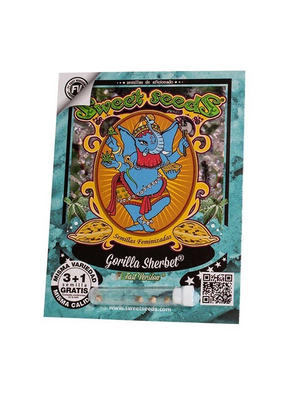 Gorilla Sherbet F1 Fast Version (5) 100% Sweet Seeds
