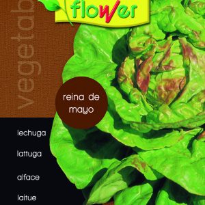 Lechuga reina de mayo
