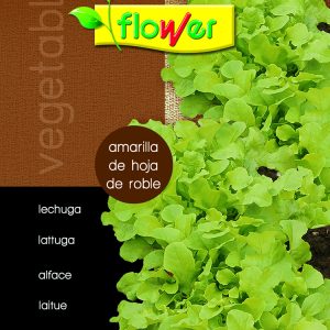 Lechuga hoja de roble