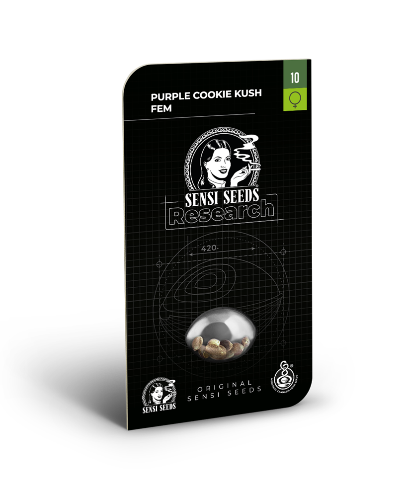 Purple cookie kush (10) 100% Sensi Seeds