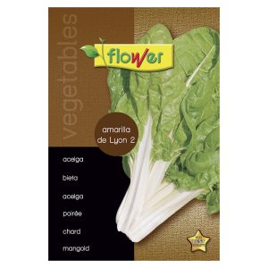 Acelga amarilla de lyon 2