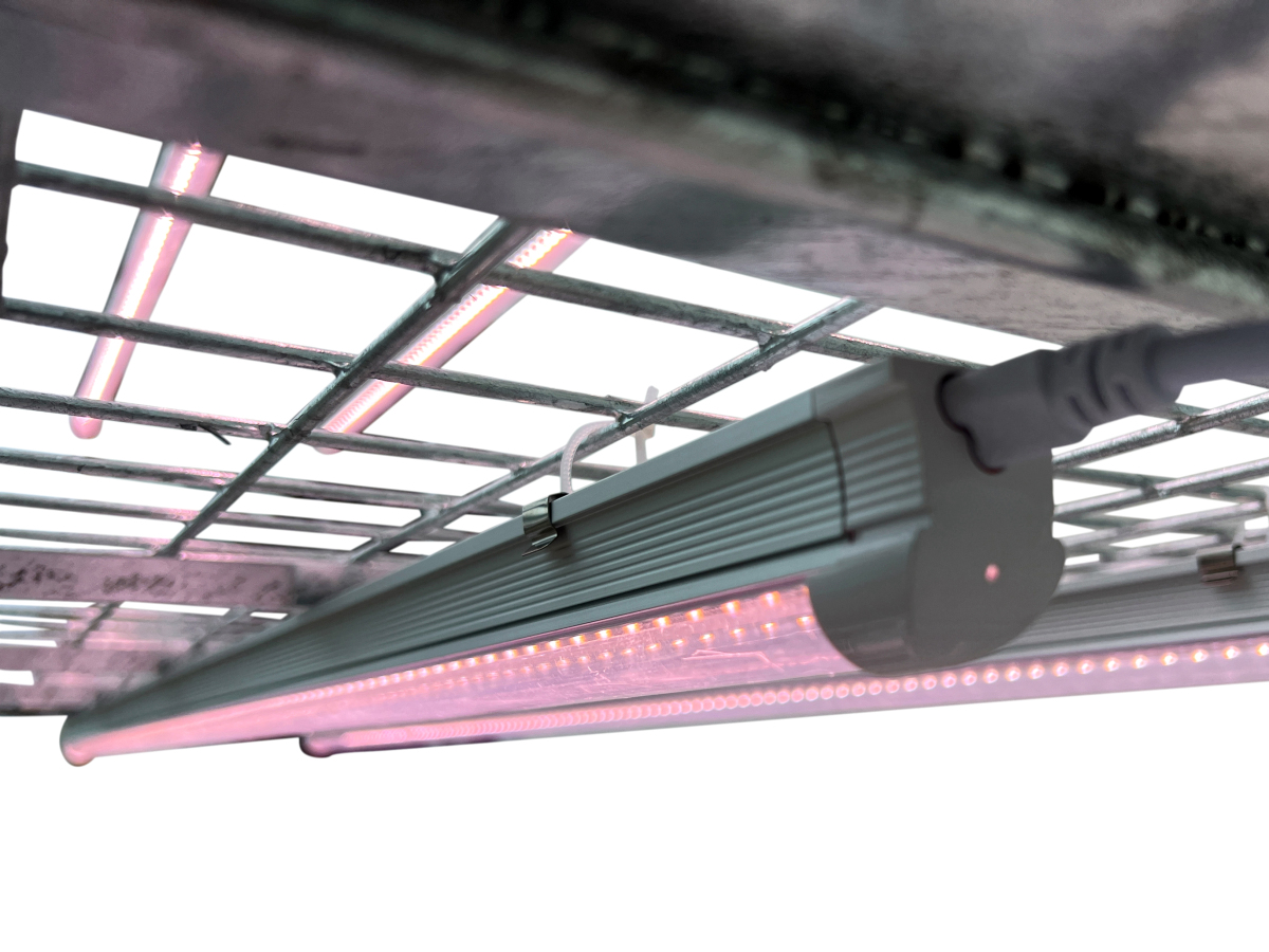 Carro de propagación - Image 4