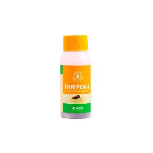 Thripor- L 500 orius laevigatus (thrips larva)