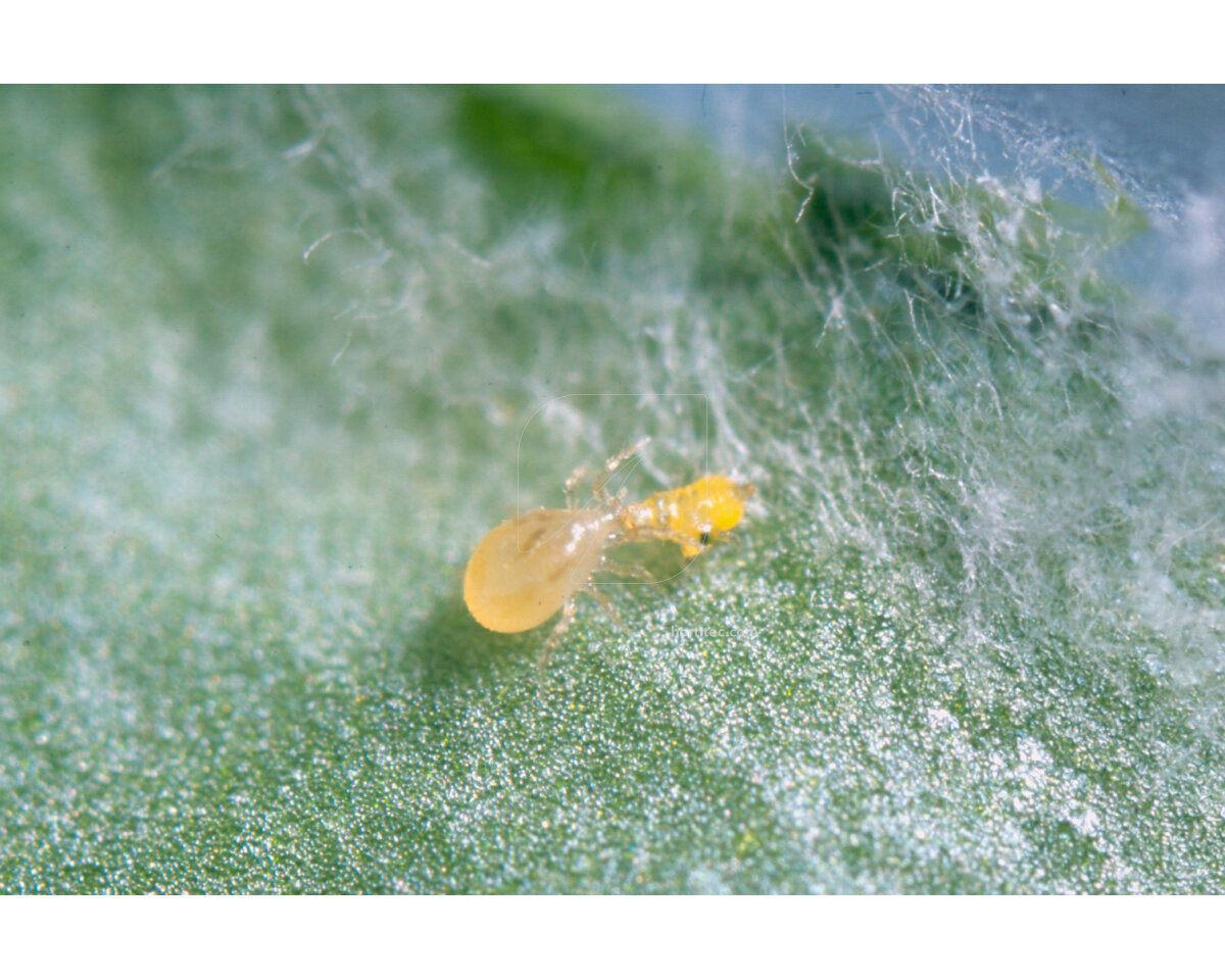 Ulti-Mite Swirski® 100 sobres - Image 3