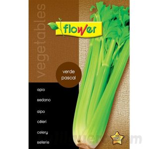 Apio verde pascal