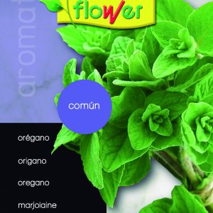 Orégano común