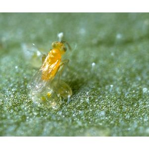 Ercal 3000 Eretmocerurs Eremicus (Mosca Blanca)