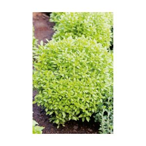 Albahaca de hoja fina