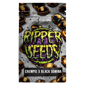 Chempie x Black Domina