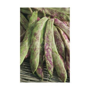 Buenos Aires Red Bean