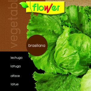 Brazilian lettuce