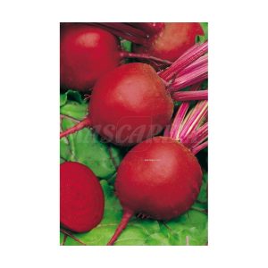 Crushed beetroot from Egypt