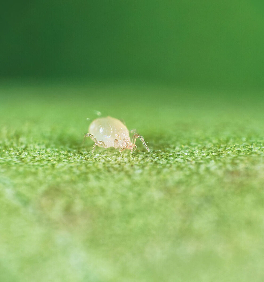 Anso-Mite 125000 Koppert - Image 2