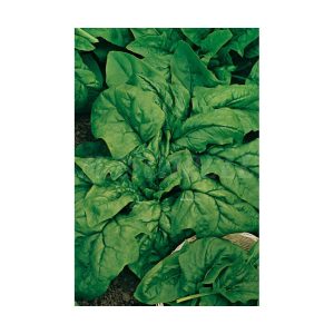 Espinaca Gigante de Invierno