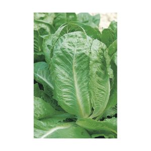 Lechuga batavia amarilla de París