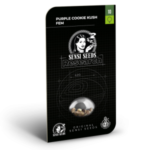 Purple cookie kush (10) 100% Sensi Seeds