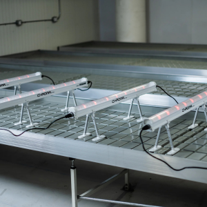 Under Canopy Chroma Lights (4 uds.) Faven