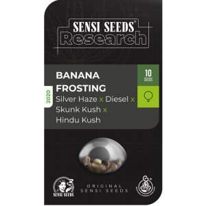 Banana frosting (10) Sensi Seeds