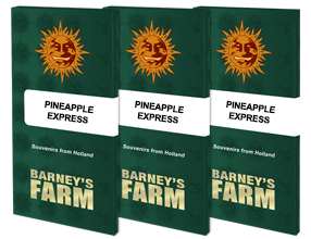 Pineapple express (3) 100% barney's seeds