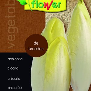 Achicoria de bruselas