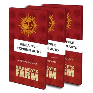 Pineapple express auto (3) barney barney's farm seeds